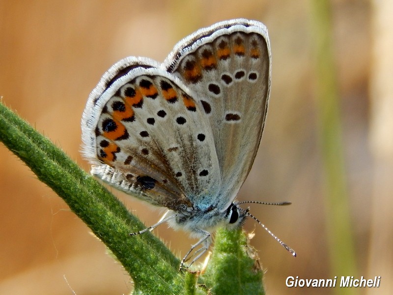 Plebejus.....anche questo argus?